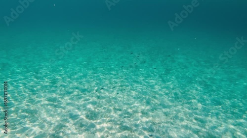 Underwater sea shot with swimming fish
