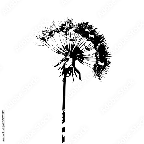 Vector Detailed black dandelion seed head