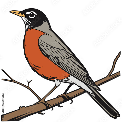 American robin bird perched on a branch