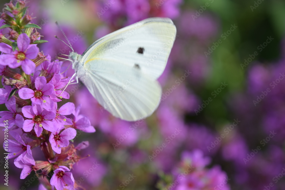 Naklejka premium モンシロチョウ
