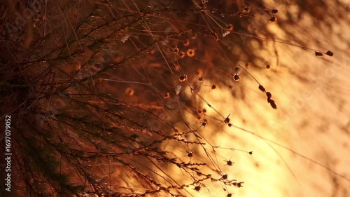 grass in sun set