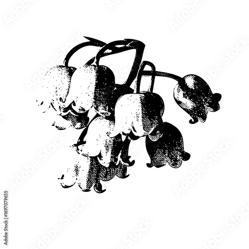 Vector Detailed botanical of cascading bellflower blooms.