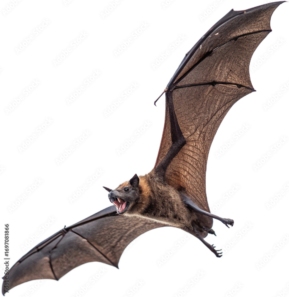 Obraz premium Dynamic fruit bat captures attention mid-flight with wings outstretched and mouth open
