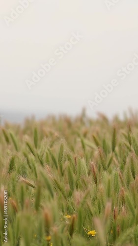 field of wheat