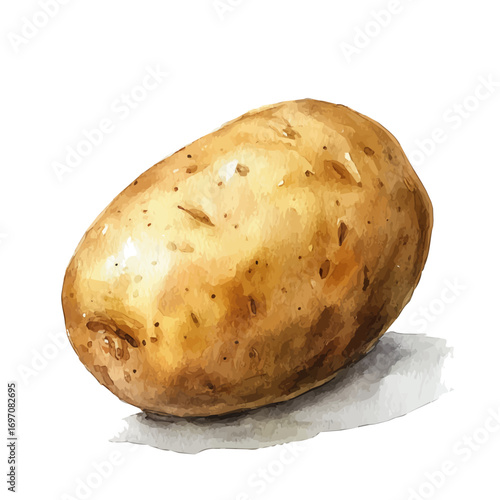 watercolor of Potato, vector, isolated on a white background.