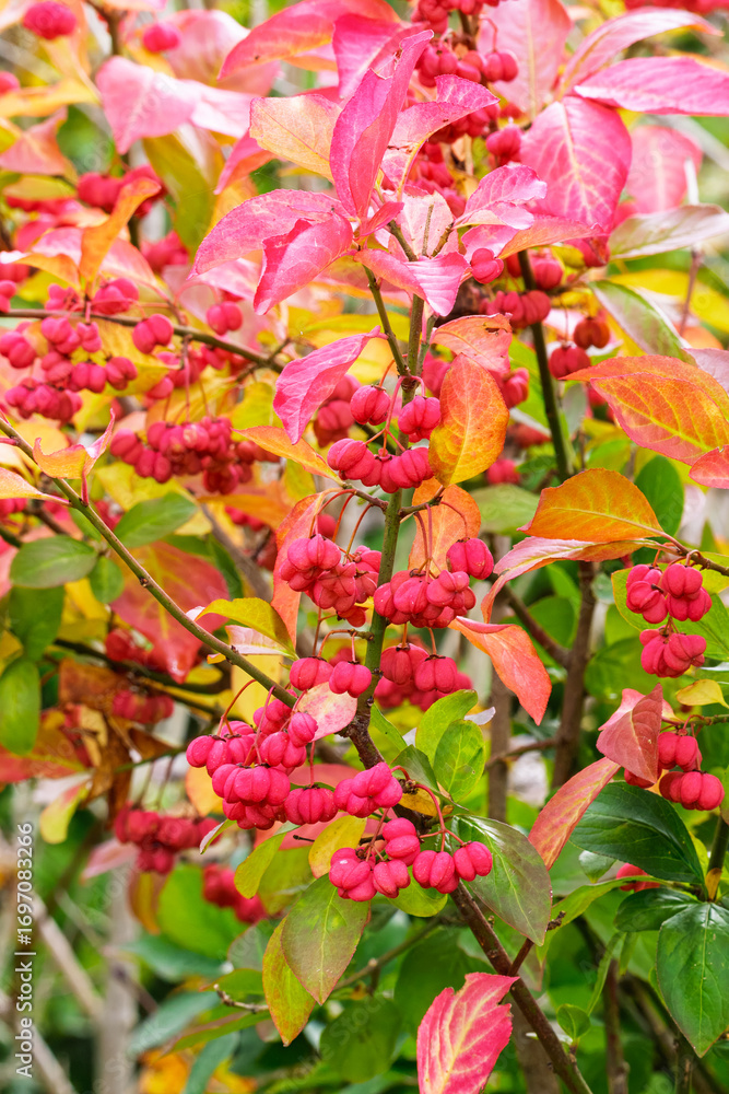 Obraz premium Spindle tree (Euonymus europaeus). The image shows as close-up the fruits captured during the end of summer. September 2025