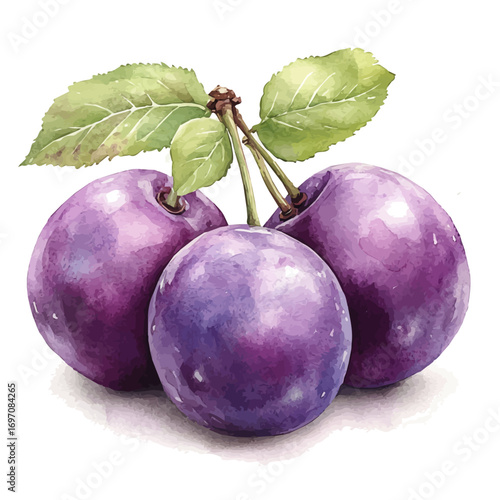 watercolor vector of Plum, isolated on a white background.