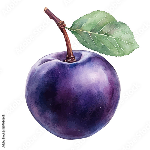 Plum, watercolor clipart vector, isolated on a white background.