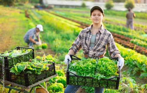 Fototapeta Young woman farmer harvesting lettuce from beds in field