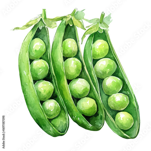 Peas, watercolor drawing vector, isolated on a white background.