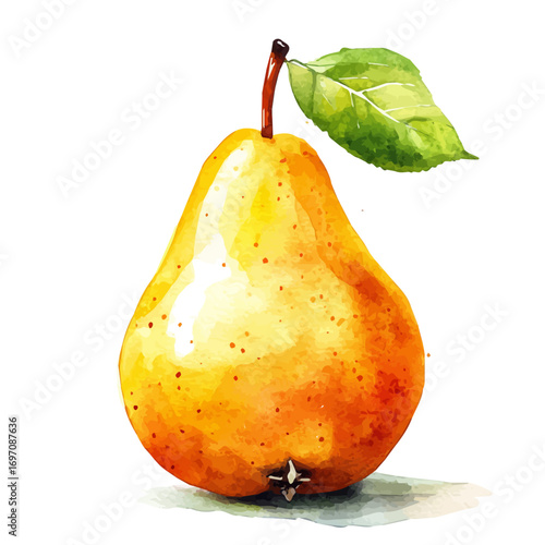 Pear, watercolor illustration vector, isolated on a white background.