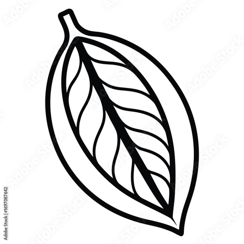 Black and White Line Drawing of a Cocoa Pod with Internal Structure cacao bean