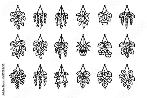 Peperomia hoya icon ivy hanging plant vector jade hearts fuchsia