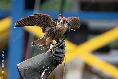 adult peregrine falcon with leather hood has eyes covered by handler that holds falcon on a leather glove