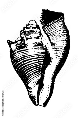 Vector Detailed of a textured seashell with linear .