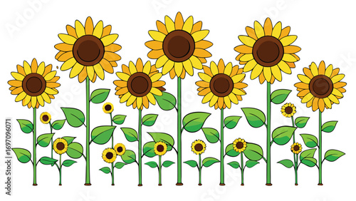 Sunflowers in a row on a white background. Vector illustration