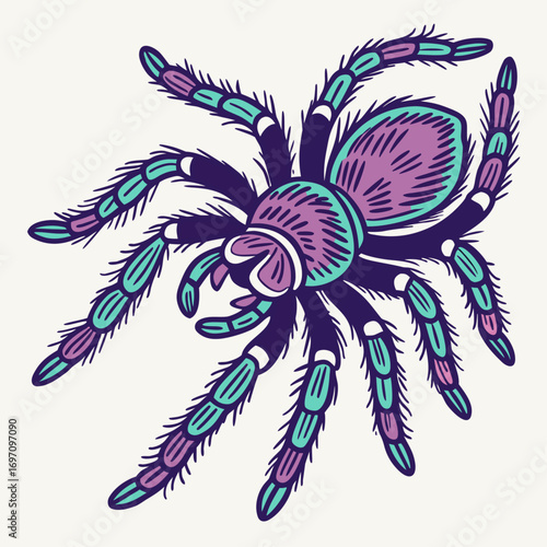 Stylized tarantula spider illustration