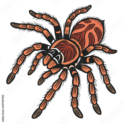 Stylized tarantula spider illustration