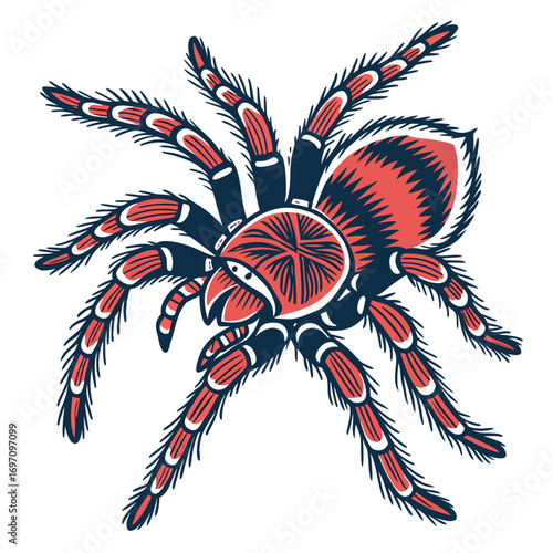 Stylized tarantula spider illustration