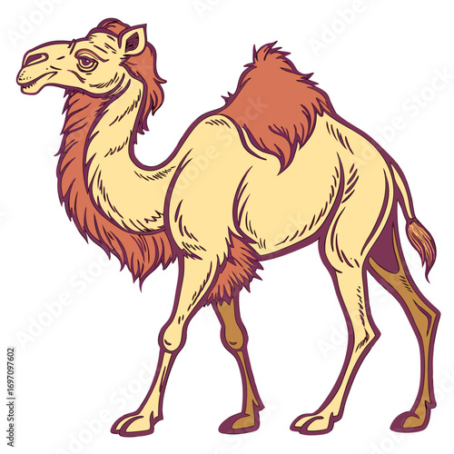 Dromedary camel illustration