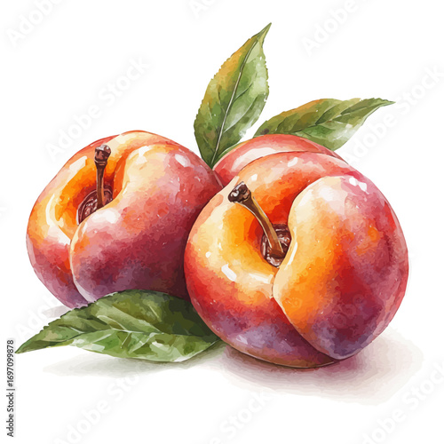 Nectarine, watercolor drawing vector, isolated on a white background.