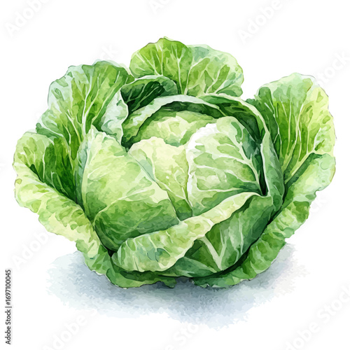 Napa Cabbage, watercolor clipart vector, isolated on a white background.