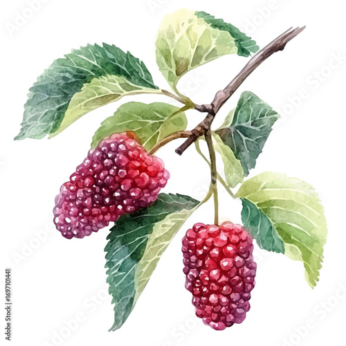 Mulberry, watercolor drawing vector, isolated on a white background.
