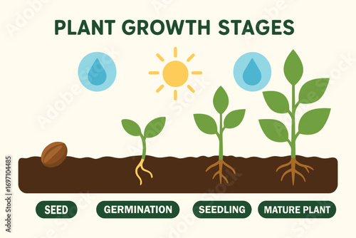 Visualizing the stages of plant growth from seed to mature plant