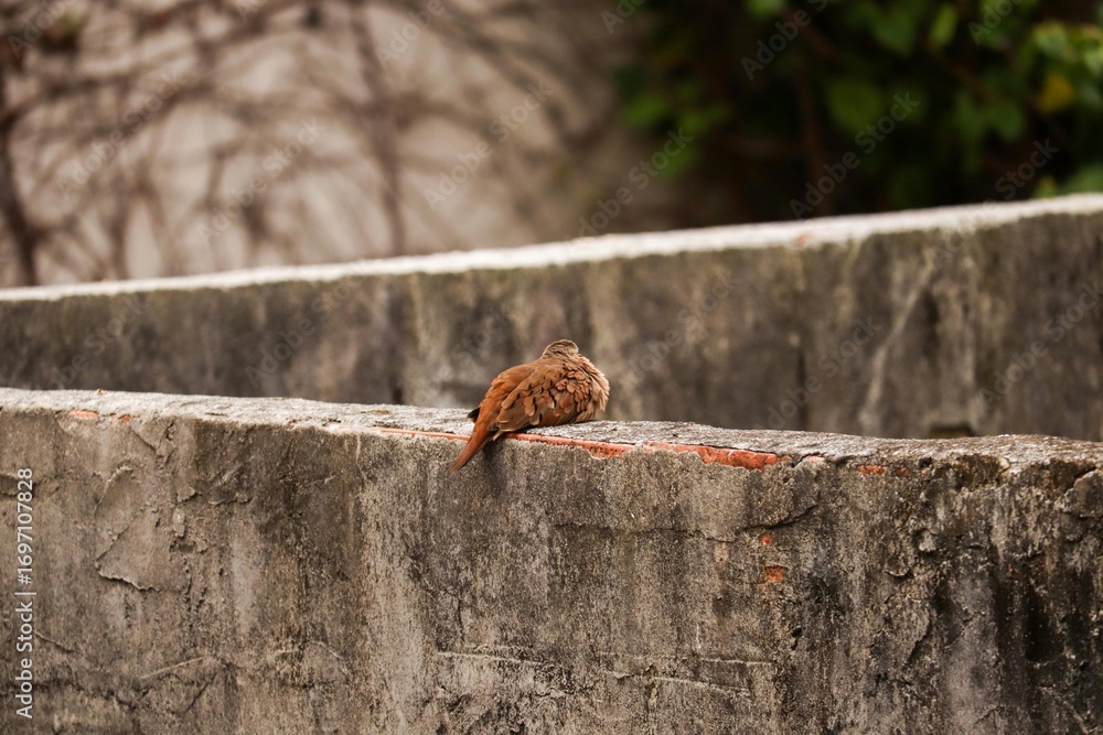 Fototapeta premium passaro