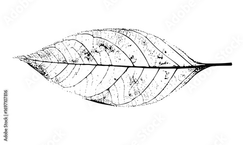 Vector Detailed of a single leaf skeleton with prominent veins.