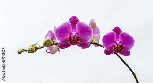 Wallpaper Mural Orchid Bloom. Torontodigital.ca