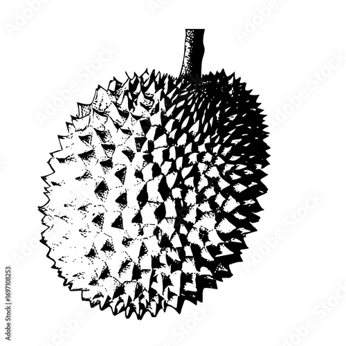 Vector Detailed black and white of a spiky durian fruit.
