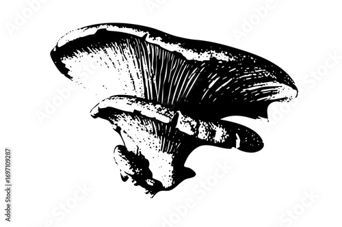 Vector Detailed of clustered shelf mushrooms with textured caps.