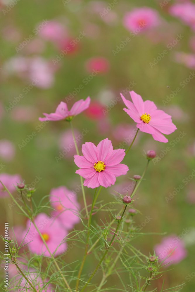 Fototapeta premium コスモスの花