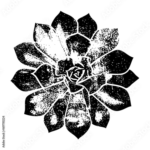 Vector Detailed succulent rosette in monochrome.