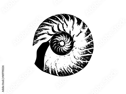 Vector Detailed nautilus with spiral .