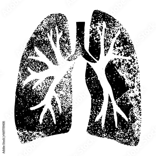 Vector Detailed anatomical lungs with branching .