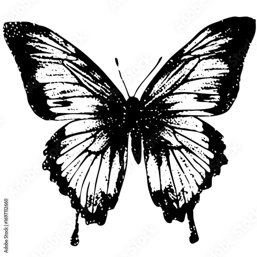 Vector Detailed black butterfly with ornate wing .