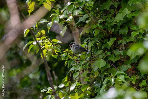 Photography Great Tit (Parus major) commonly found in woodlands and gardens across Europe