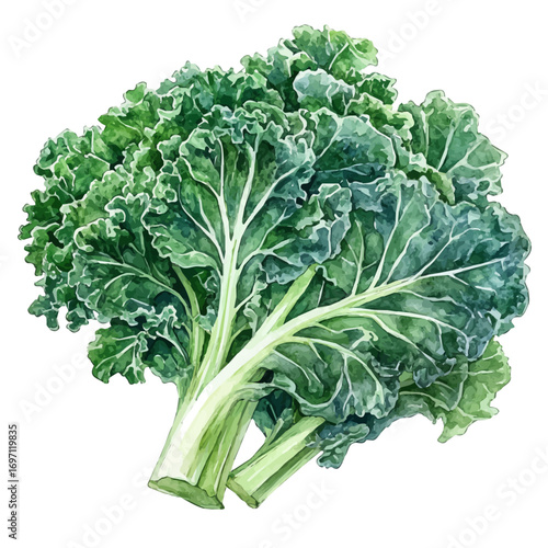 Kale, watercolor illustration vector, isolated on a white background.
