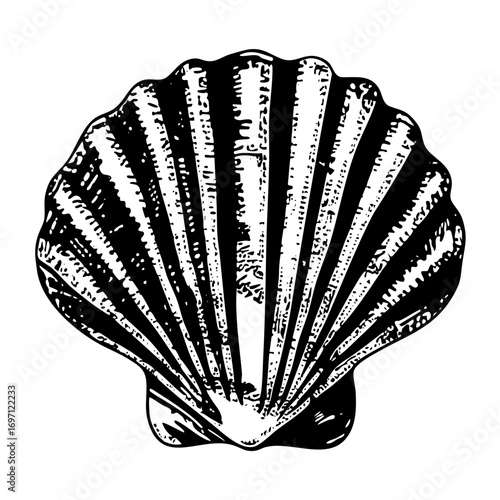 Vector Detailed of a scallop seashell with radiating ridges.