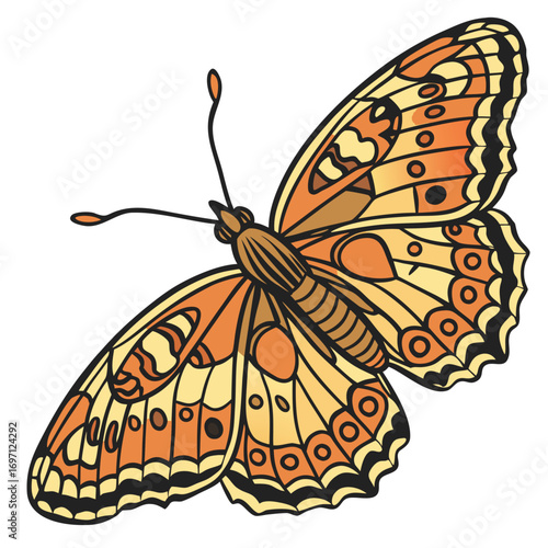 tawny-crescent-butterfly---colour-color-design-and (1)