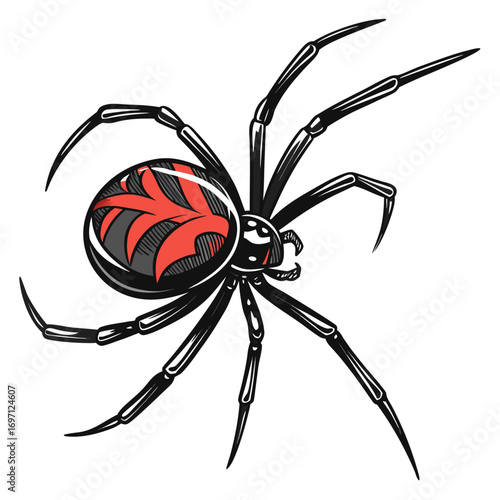 redback-spider---colour-color-design-and-white-bac (3)