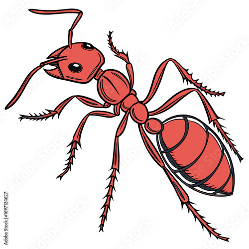 red-ant---colour-color-design-and-white-background (1)