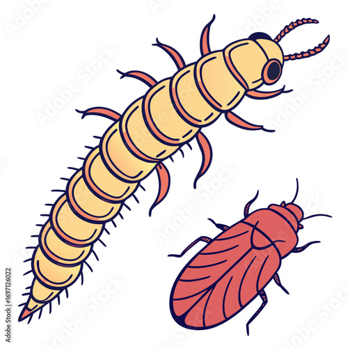 Hand drawn vector illustration of a larva and adult click beetle isolated