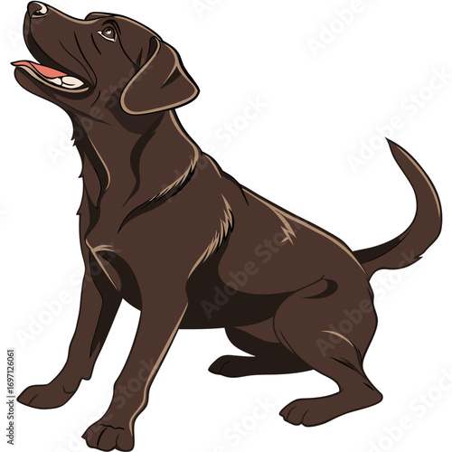 Chocolate labrador retriever sitting and looking up