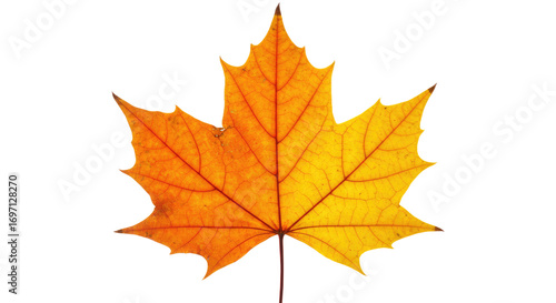 Wallpaper Mural Autumn Maple Leaf Vivid Orange Yellow 1. Torontodigital.ca