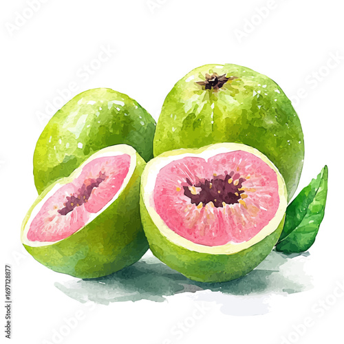 Guava, watercolor vector, isolated on a white background.