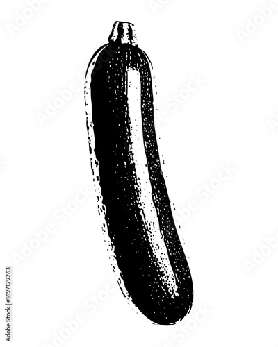 Vector Dark green zucchini with textured details