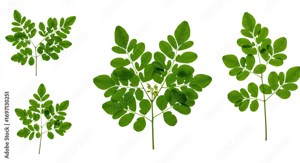 Obraz premium Green Moringa Leaves Close Up.
